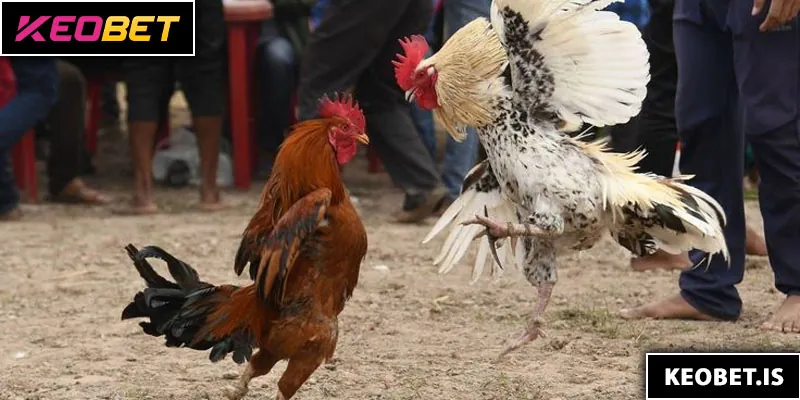 ประสบการณ์ที่ช่วยให้ชนะรางวัลใหญ่ในการแทงไก่ชน