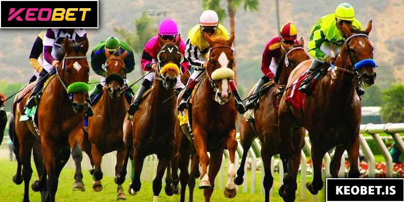 ประสบการณ์ในการเพิ่มโอกาสชนะในการแข่งม้า