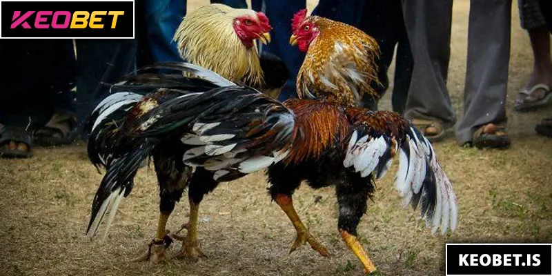 ประเภทการเดิมพันไก่ชนที่โดดเด่น